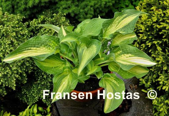 Hosta Sand Pebbles